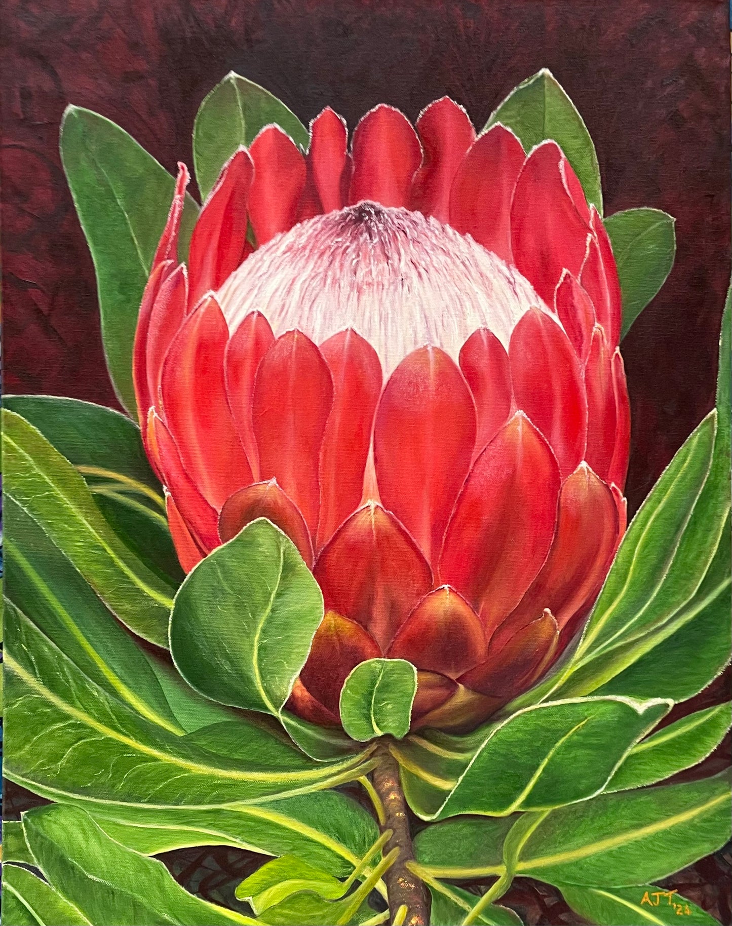Queen protea