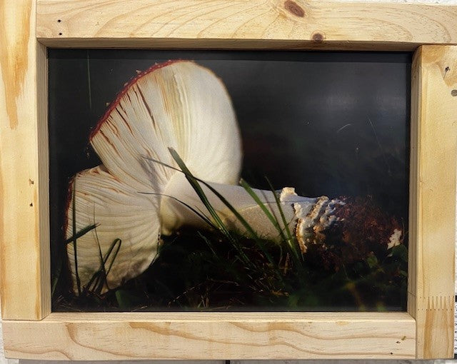 Amanita Muscaria 1
