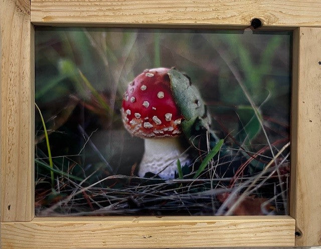 Amanita Muscaria 5