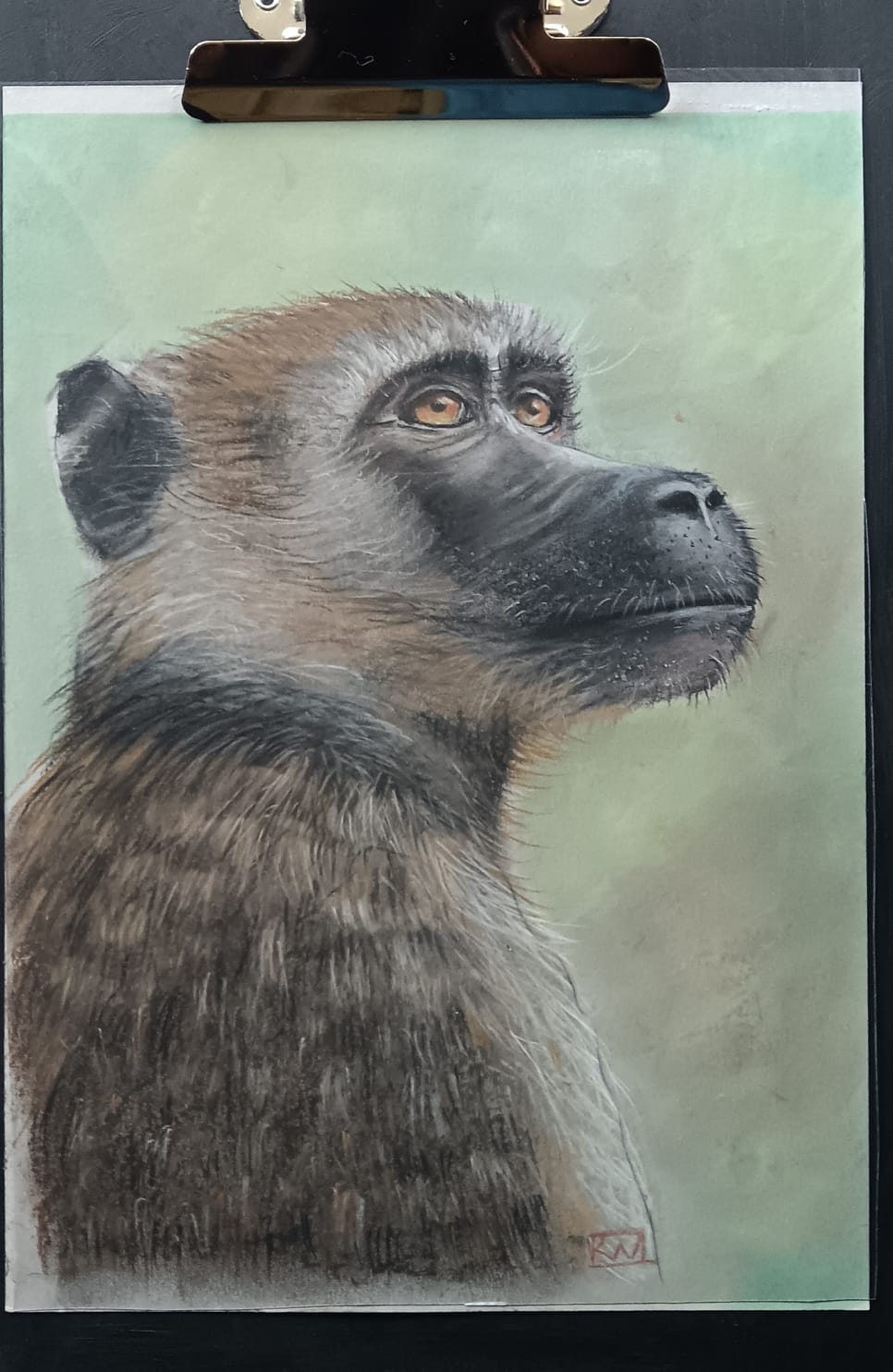 Bobbejaan (Baboon)