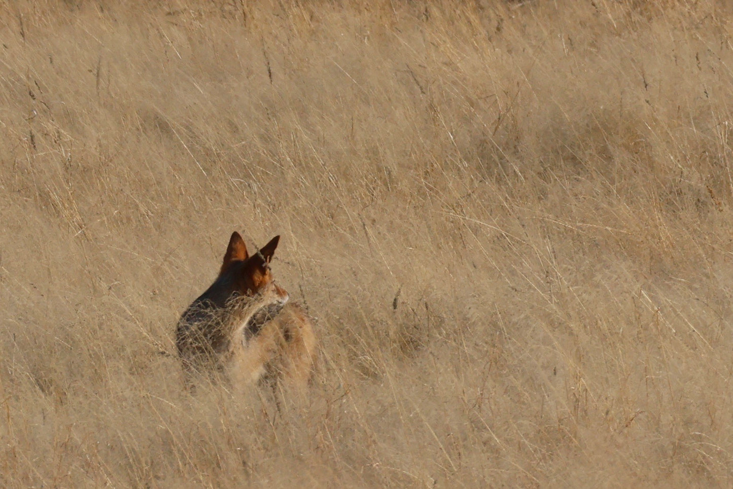 Foxing it in the Kalahari