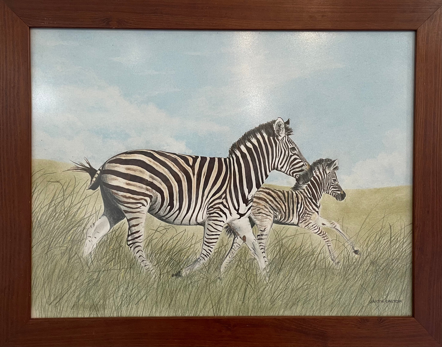 Zebra and foal