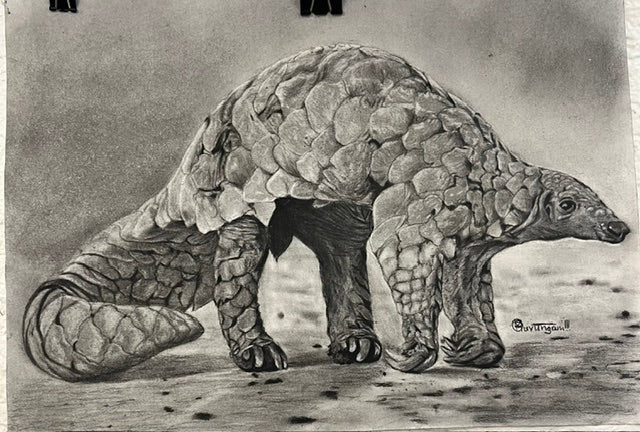 Pangolin