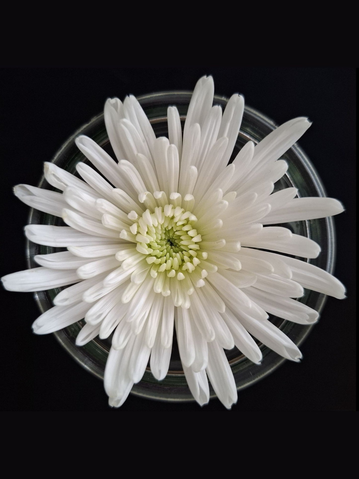 In Bloom 2
