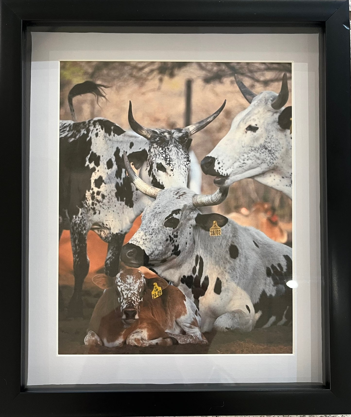 Local Nguni Cattle - Beautiful Patterns