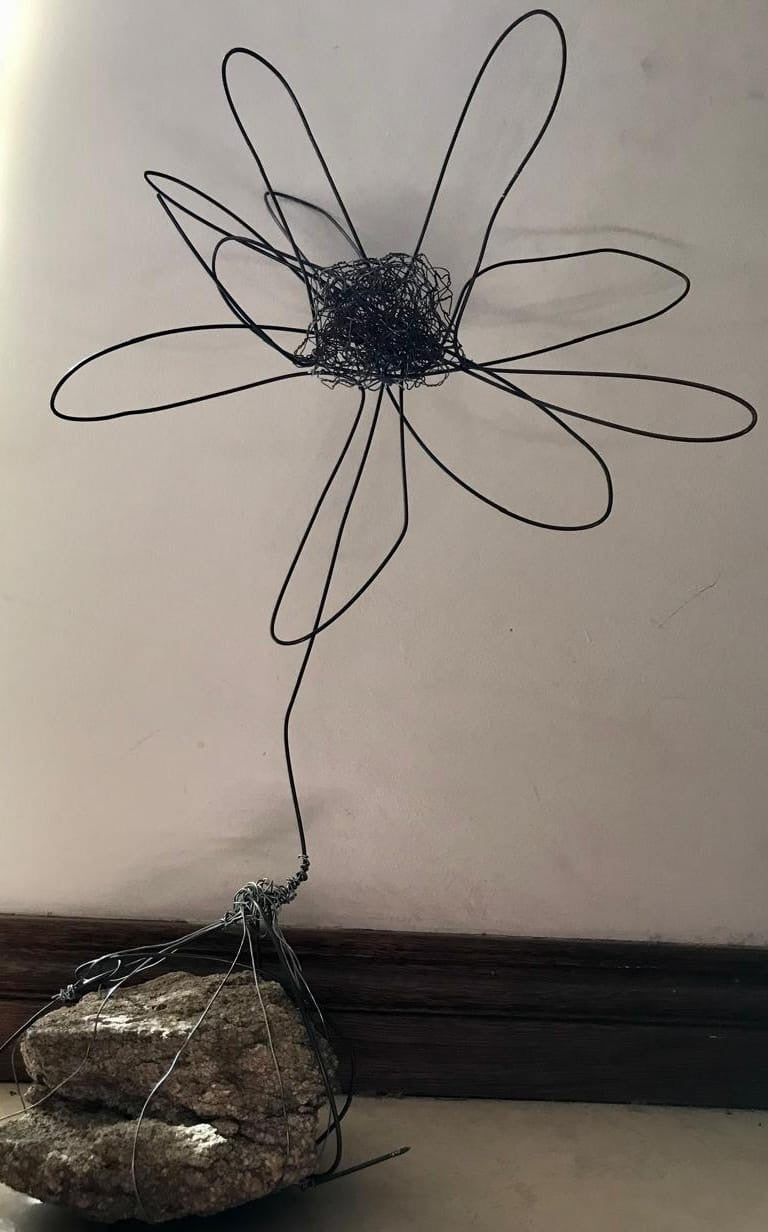 Namakwaland Daisy