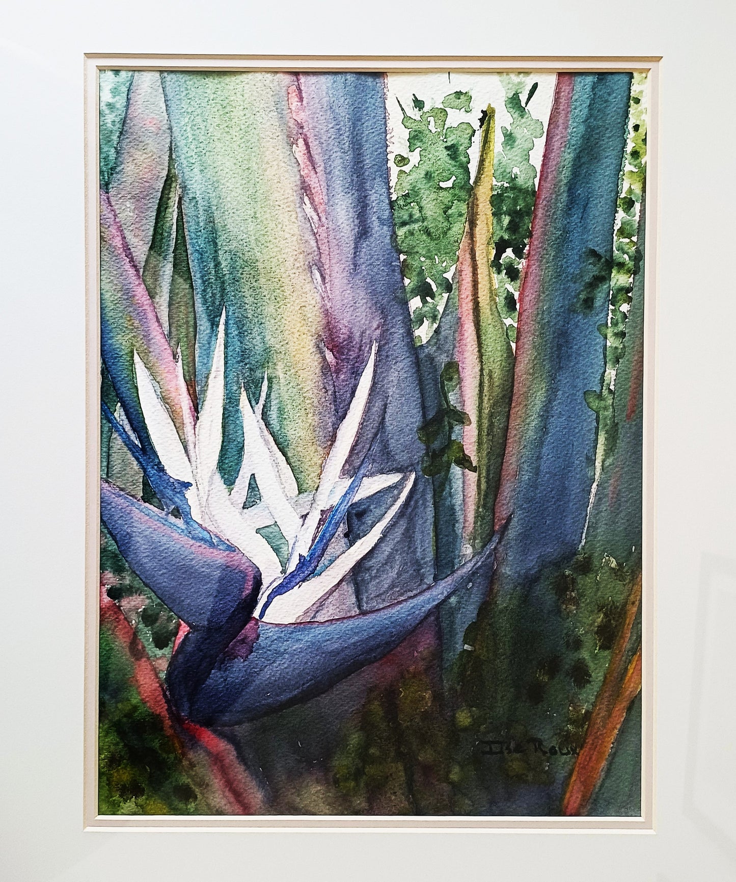 Piesangplant (Banana Plant)