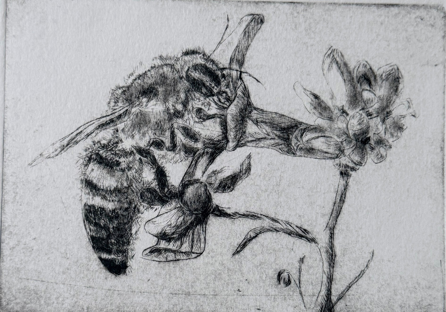 Pollinating