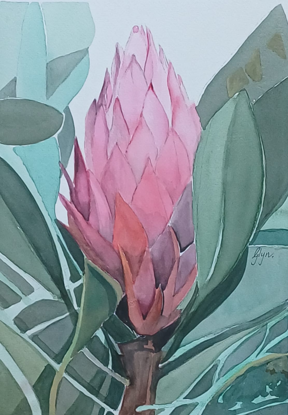 Pretty as a Protea
