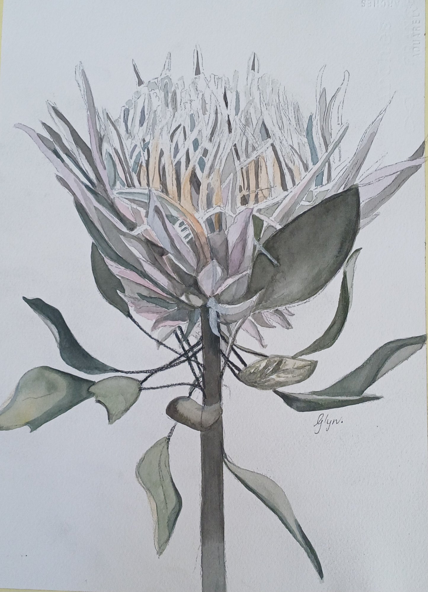 Protea