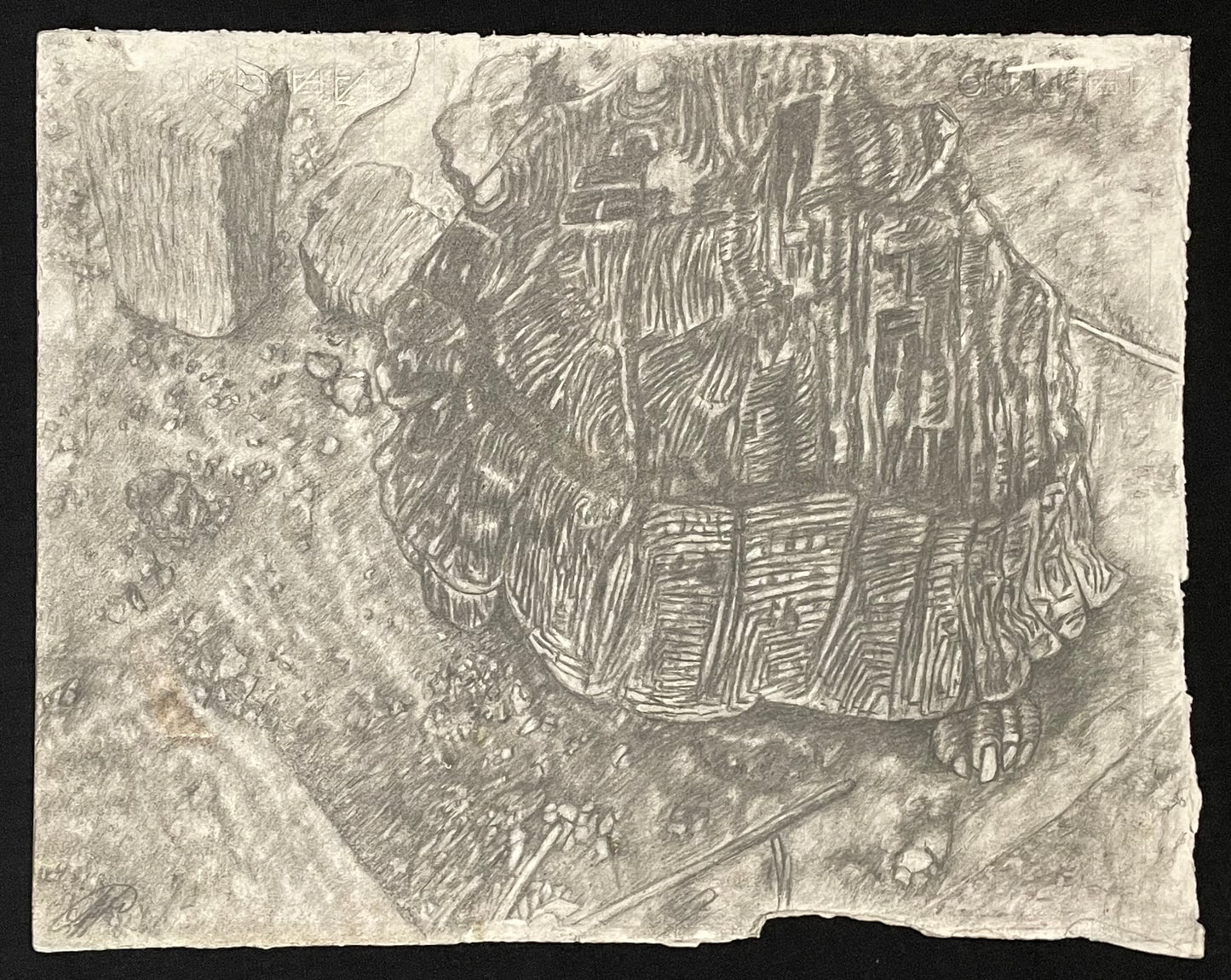 Tortoise