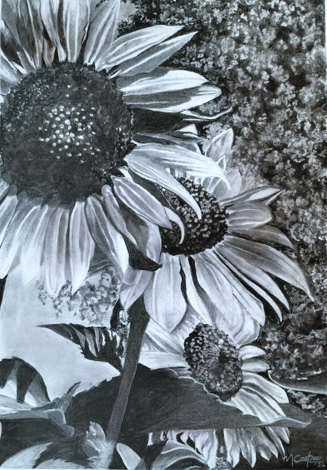Sunflowers without Sun (Sonneblomme sonder Son)