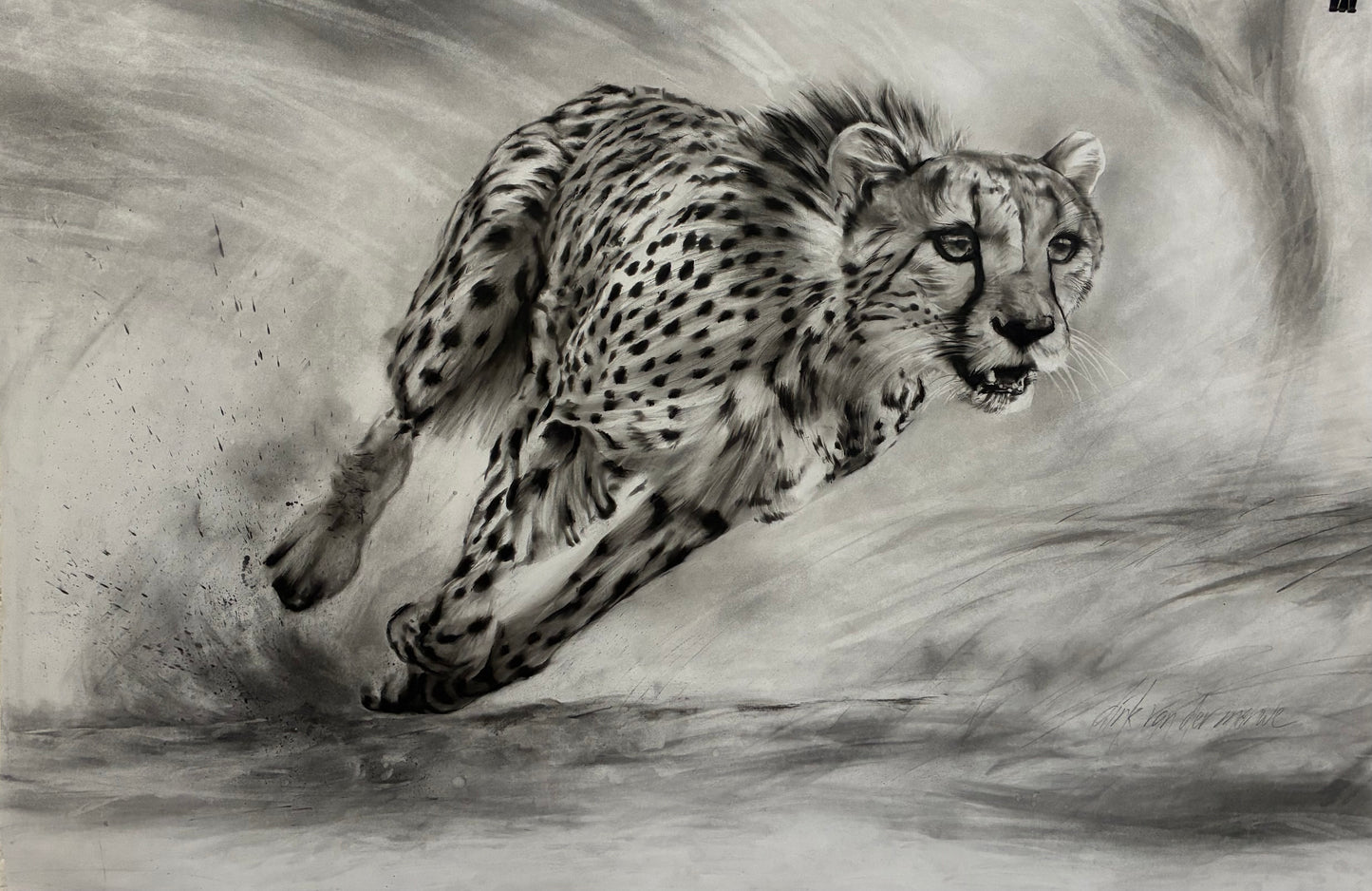 The Wild