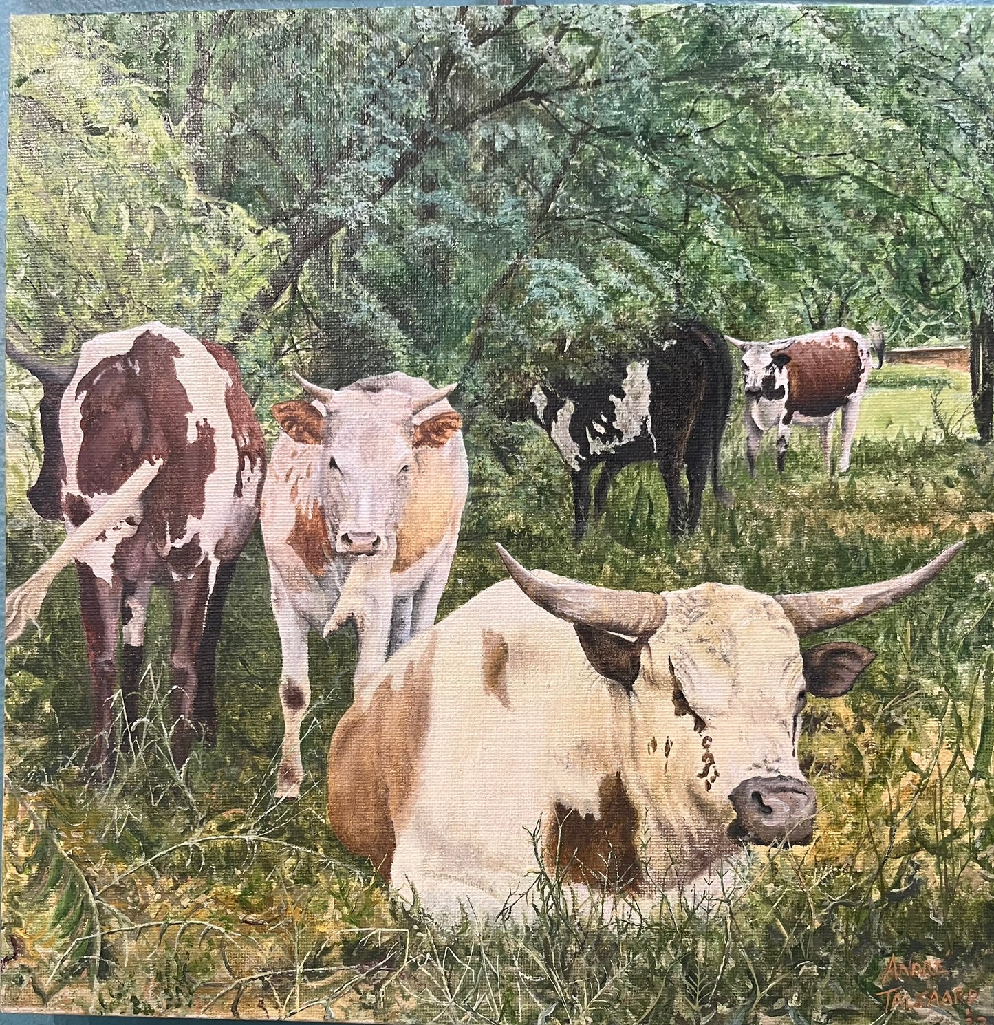 Time to Rest (Nguni Cattle)