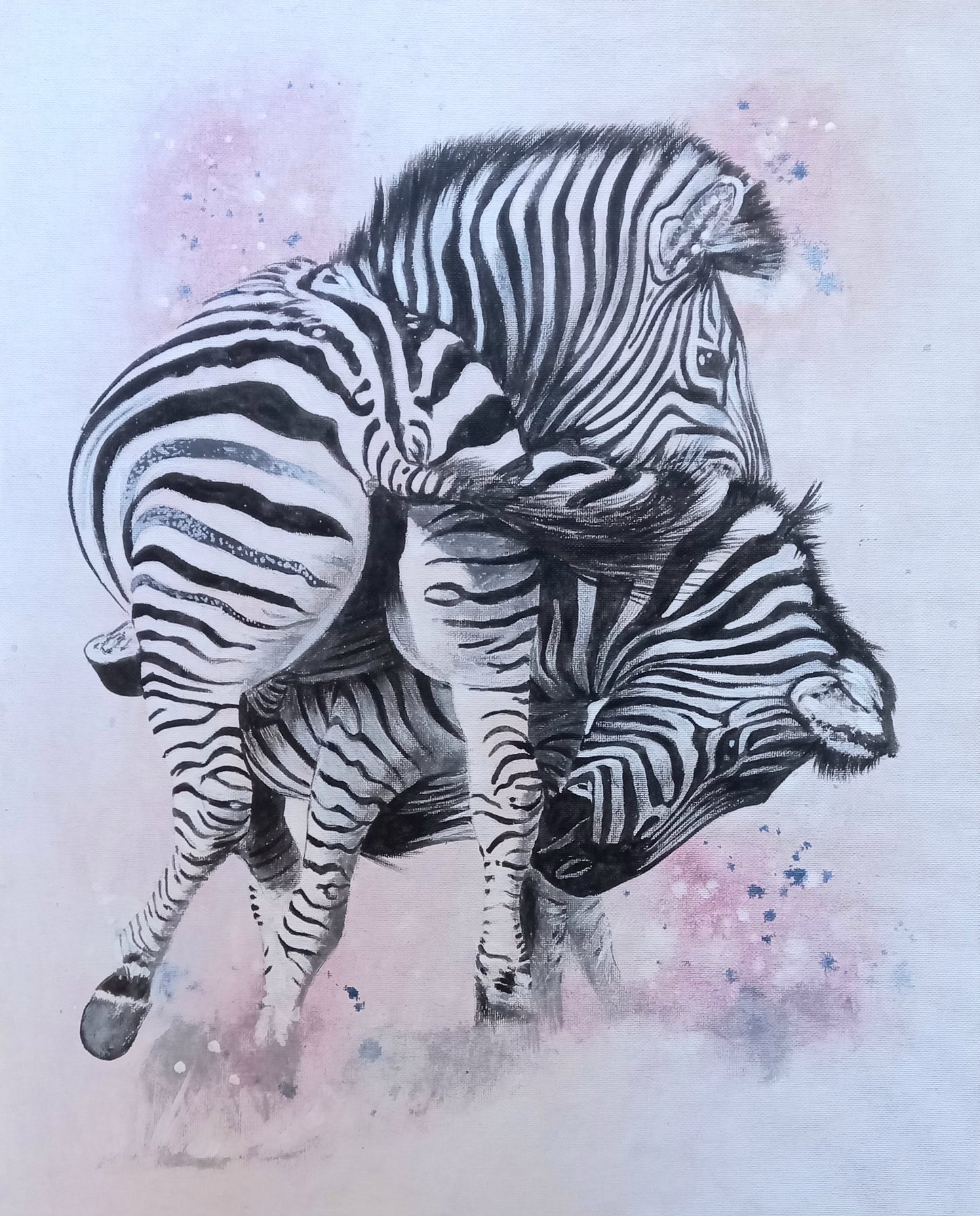 Zebras Fighting