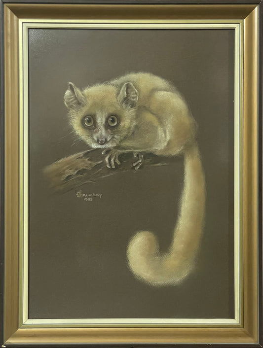 Rondo dwarf galago 1985