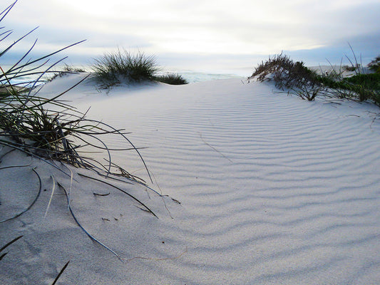 Observing the Quiet - Windswept and interesting