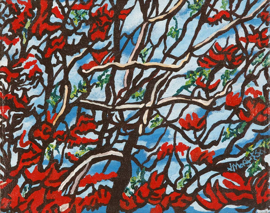 Erythrina