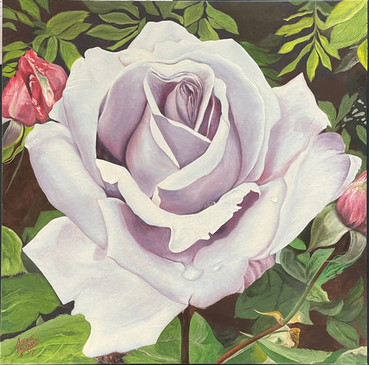 Lilac rose