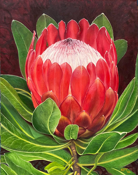Queen protea