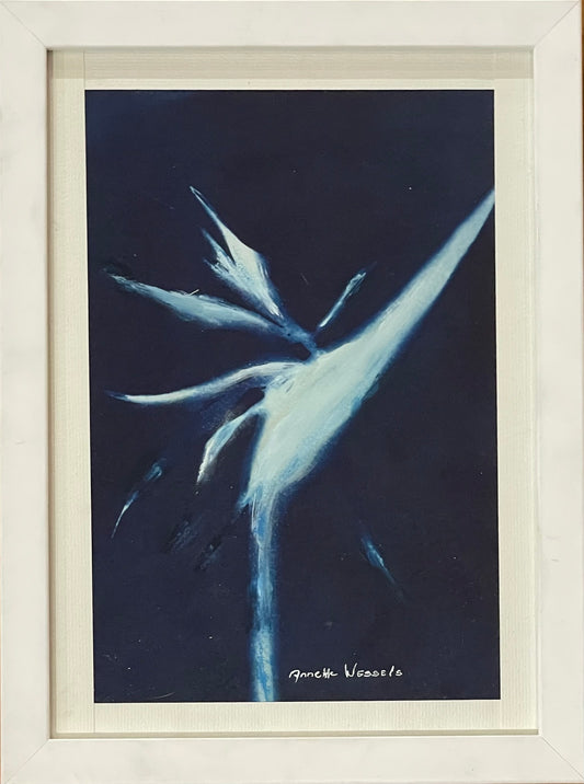 Strelitzia