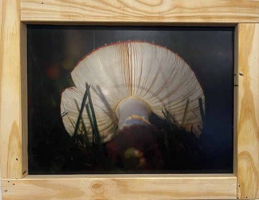 Amanita Muscaria 2