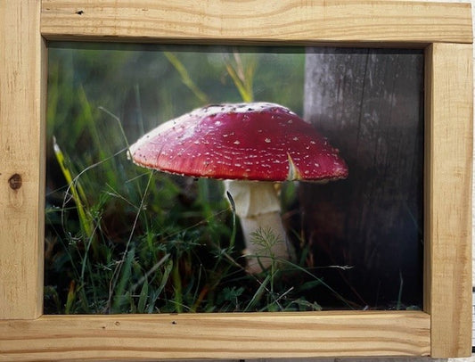 Amanita Muscaria 3