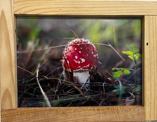 Amanita Muscaria 4