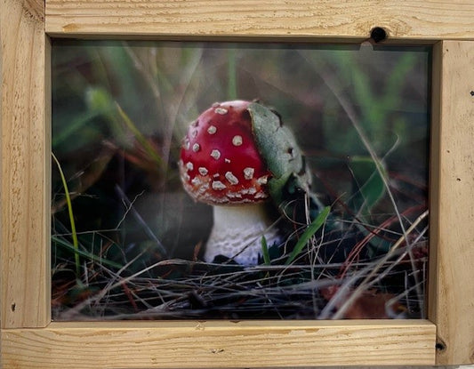 Amanita Muscaria 5