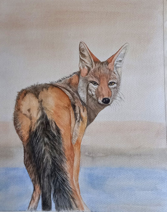 Blacked-backed Jackal