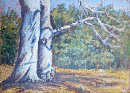 Blue gum tree