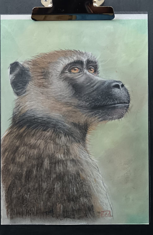 Bobbejaan (Baboon)