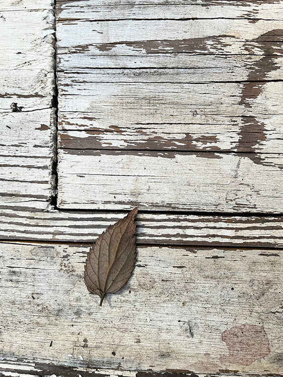 Brown and Winter's White