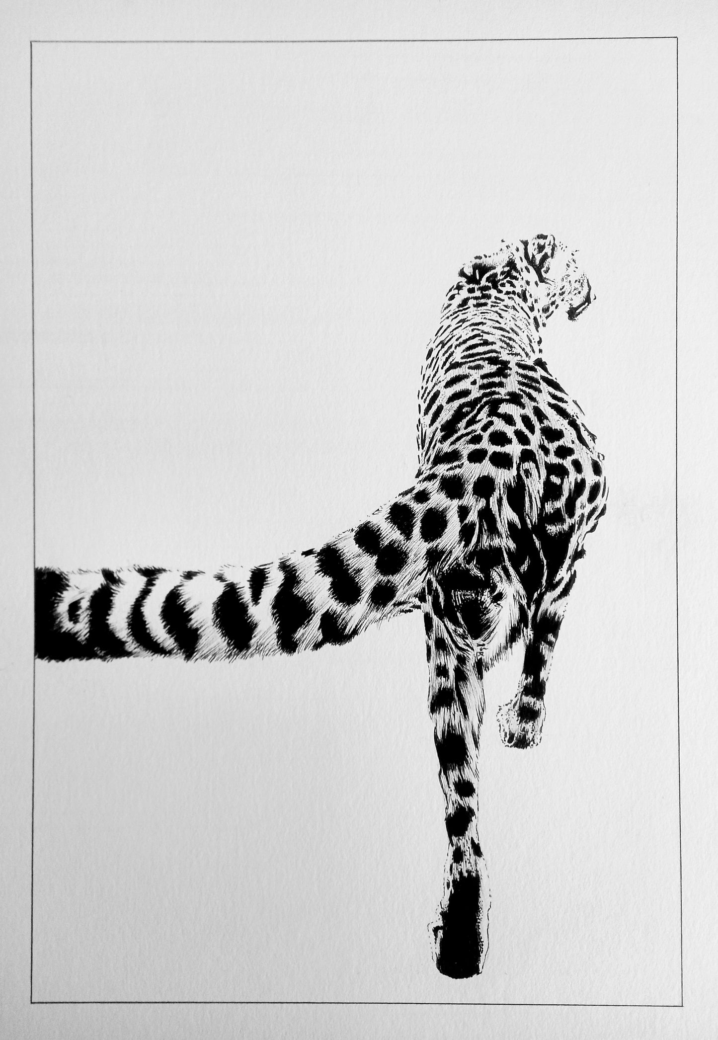 Cheetah