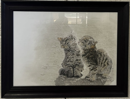 Wild kittens