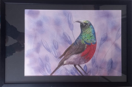Double-Collared Sunbird
