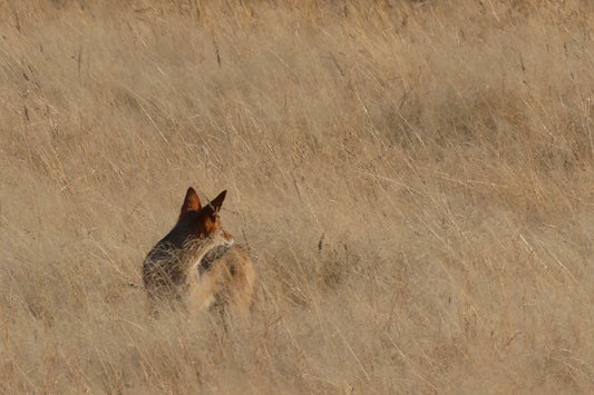Foxing it in the Kalahari