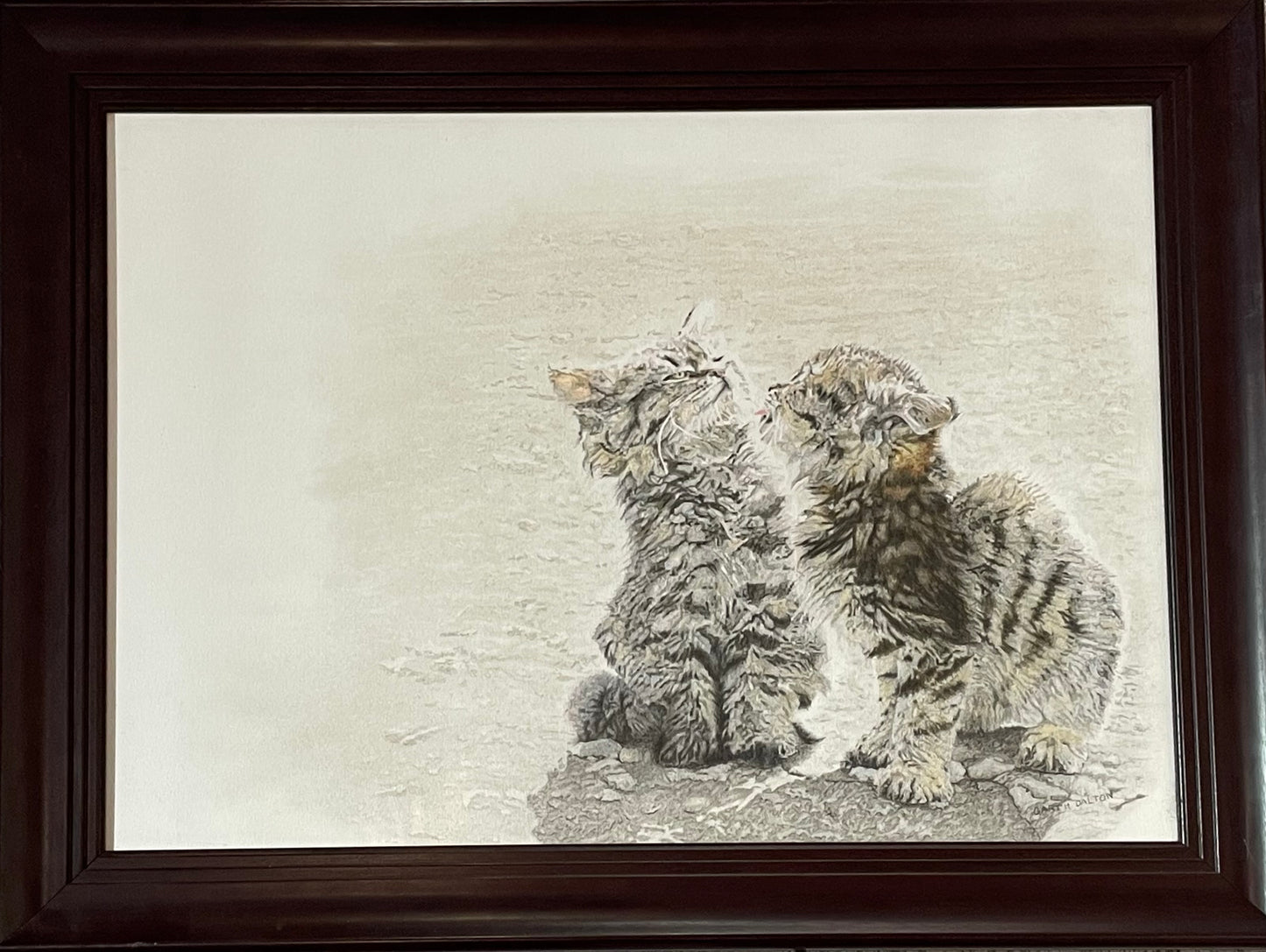 Wild kittens