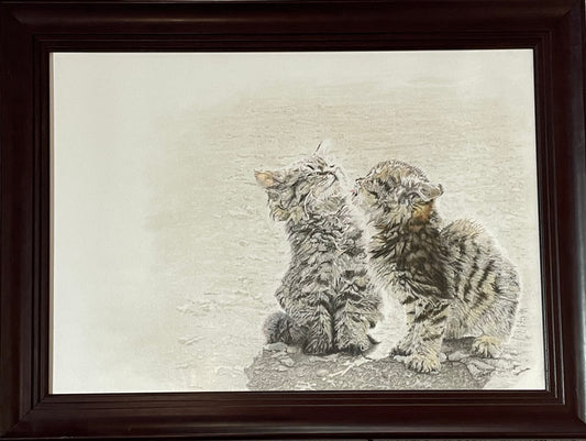 Wild kittens