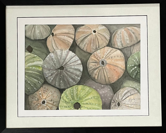 Sea urchin shells