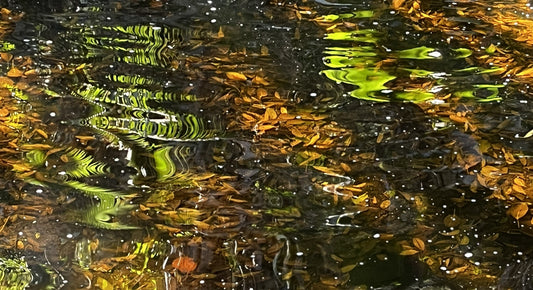 So Abstract 2 (Reflection on Water - Botanical Gardens)