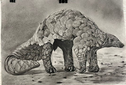 Pangolin