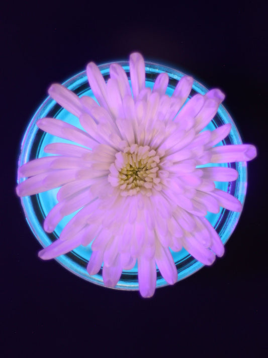 In Bloom 1
