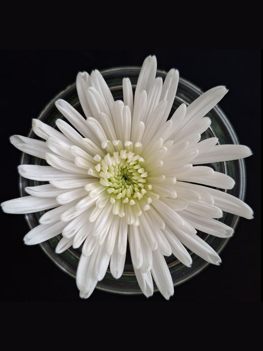 In Bloom 2