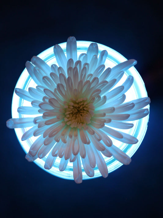 In Bloom 3