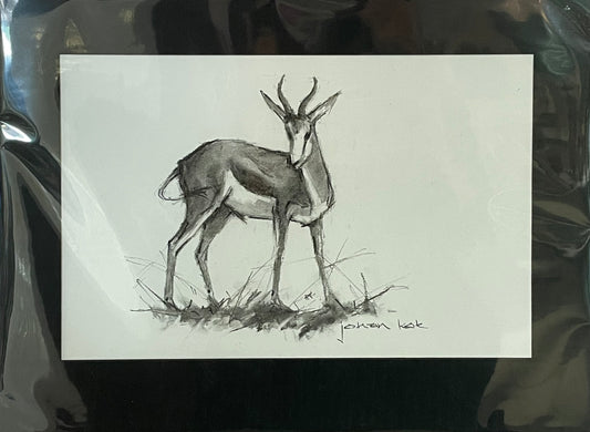 Springbok Grooming