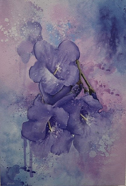 Jacaranda Seasons