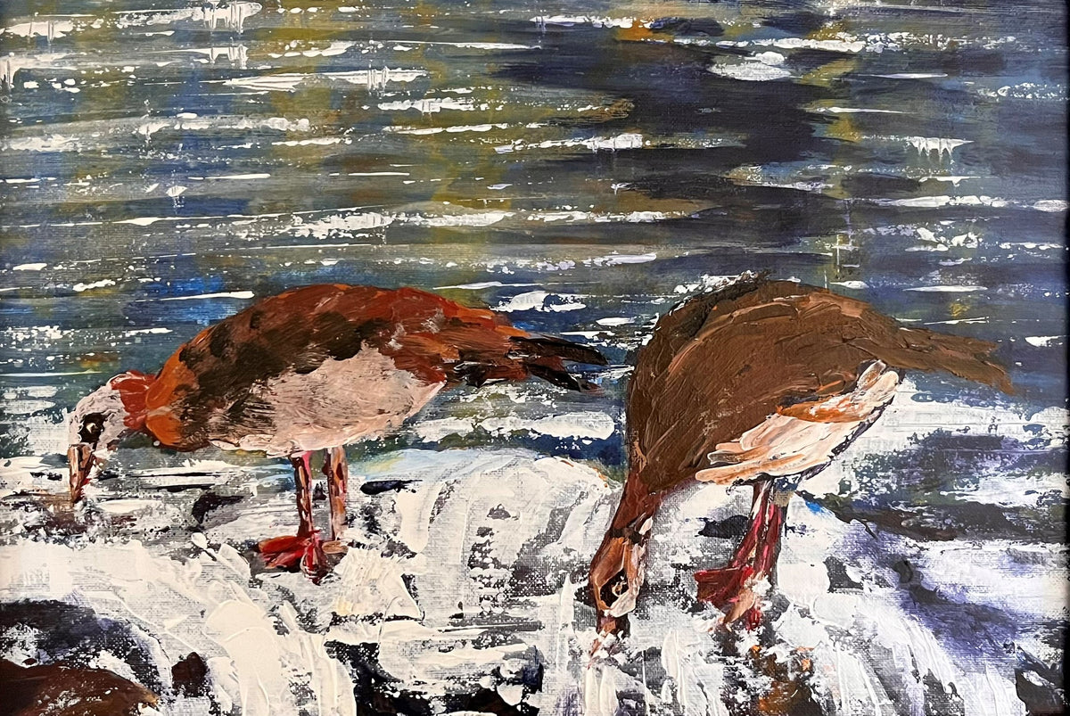 Kolganse (Egyptian Geese)