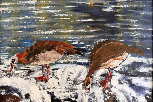 Kolganse (Egyptian Geese)