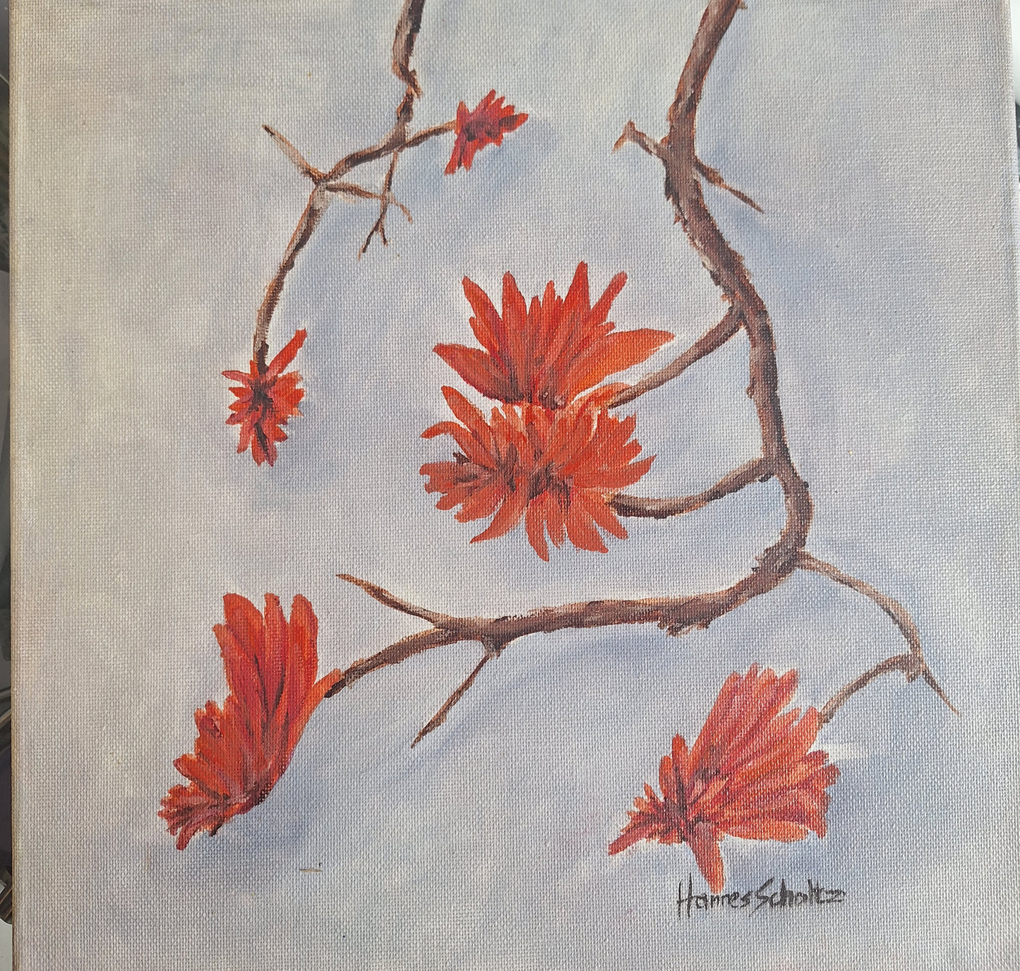 Koraalboomblom (Coral Tree Flower)